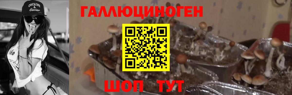 купить  сайты  Галлюциногенные грибы Psilocybine cubensis  Вход с VPN  Октябрьский 